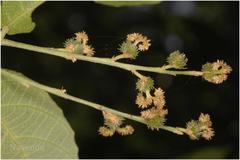 Mallotus aureopunctatus